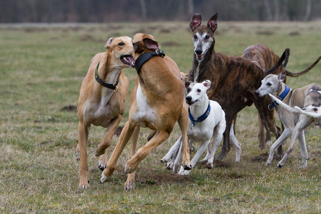 Windhund und Freilauf Können Windhunde ohne Leine Laufen?